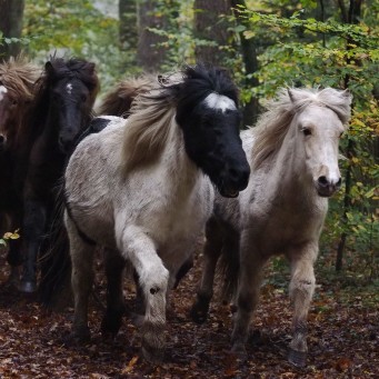 08.11.2014 Hengstumtrieb