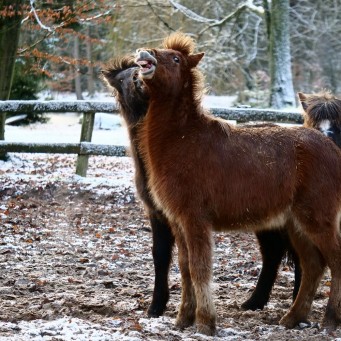 29.01.2019 Schnee macht Fohlen munter