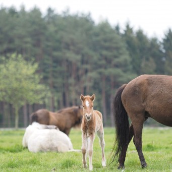 01.05.2018 Weideaustrieb