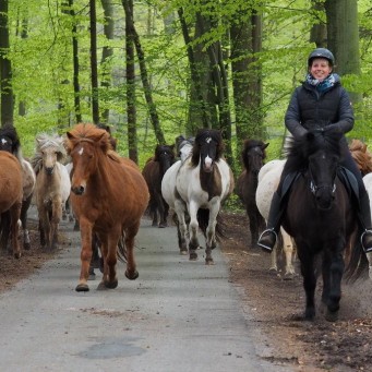 02.05.2015 Weideaustrieb der Stutenherde