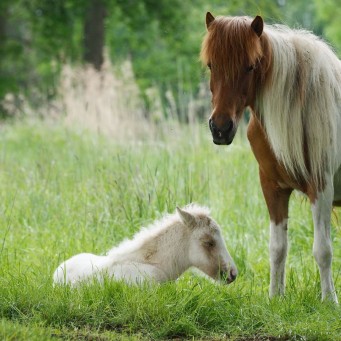 19.07.2015 Fohlen-Chippen am 21. Juli!