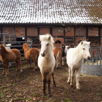 13.11.2016 Islandfohlen im Fohlenstall