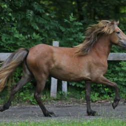 Islandpferde Verkauf